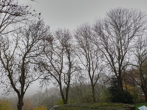 Photo of trees with a grey autumn sky