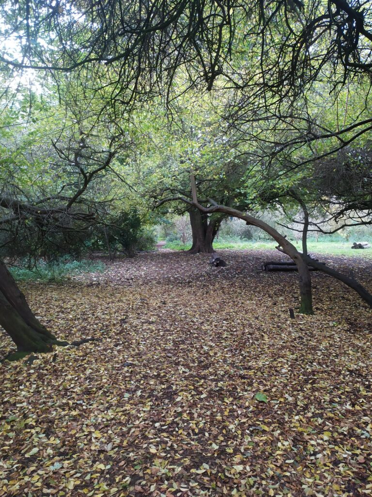 An open area of ground in the woods, leaves on the ground.