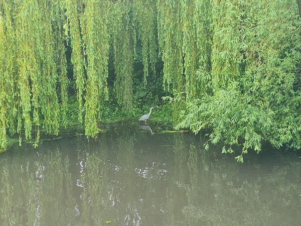 A heron under the willow tress at the River Foss