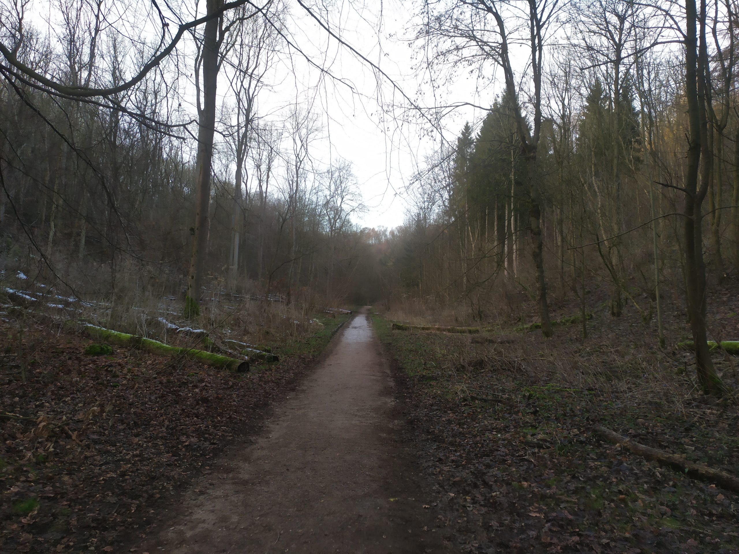 Path through Millington Woods